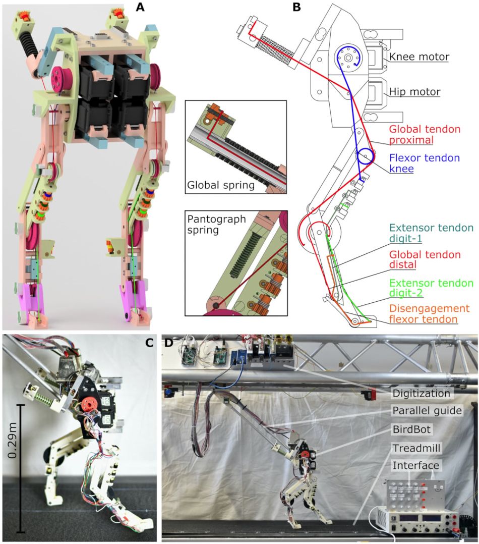 A picture of the BirdBot prototype, seen next to a diagram making its major parts including knee and hip motors and the tendons which allow it to engage and disengage a clutch-like leg. Further photographs are given of the robot being tested on a treadmill with tethered guidance.
