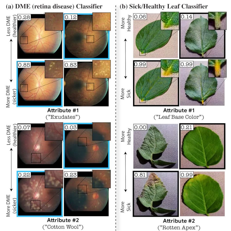 Examples of images processed by StylEx and the attributes found: the left-most images are retina images, and the right-most images leaves.