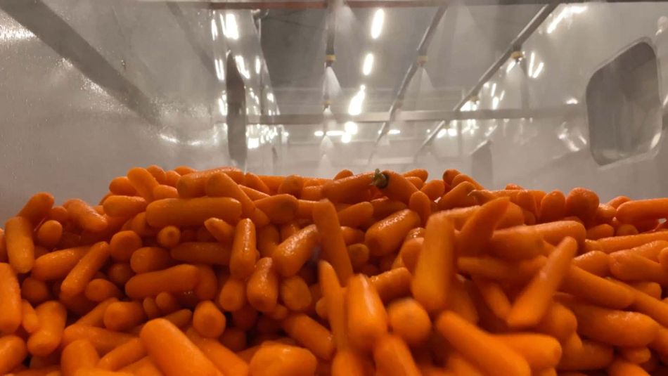 A pile of carrots in a containerDescription automatically generated