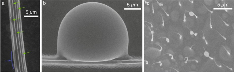 ESEM images showing the condensation of droplets on the hair; Source: Researchgate