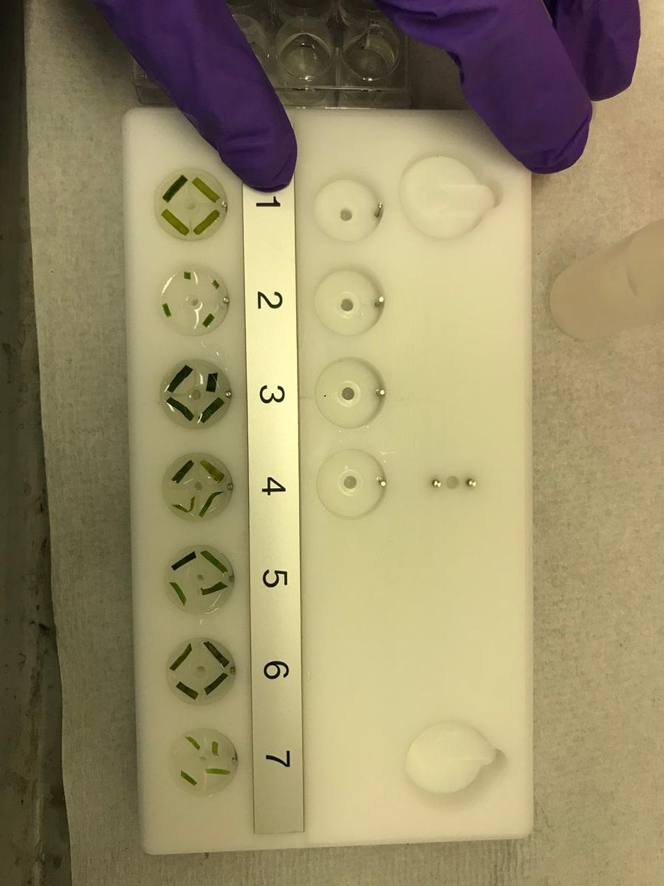 Plant Tissue Preparation for Electron Microscopy