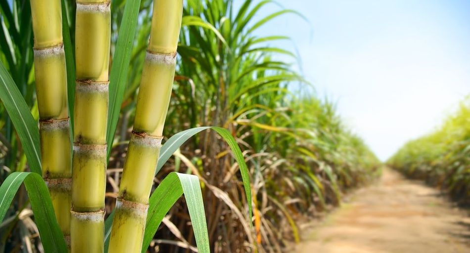 PLA sugarcane