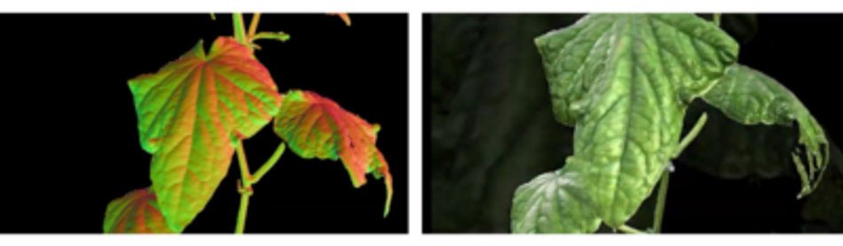 3D scanning plants with Photoneo MotionCam-3D Color