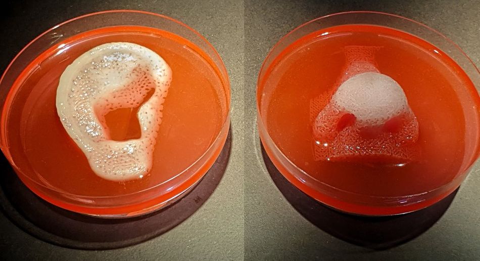Two bowls containing orange liquid, with a white-colored ear and nose model made from cells placed inside each bowl. The models are being cultured or immersed in the liquid for bioprinting research.